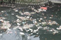 关于杨柳河河道垃圾污染问题的研究